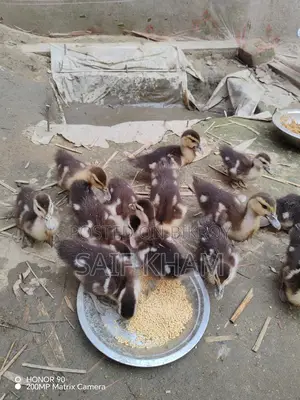 ১৩ পিচ চিন হাঁসের বাচ্চা