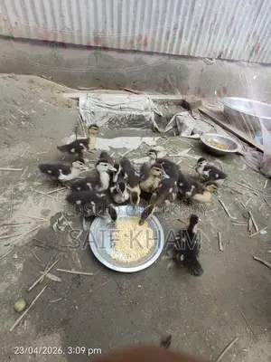 ১৩ পিচ চিন হাঁসের বাচ্চা