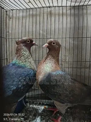 Archangel Pigeons