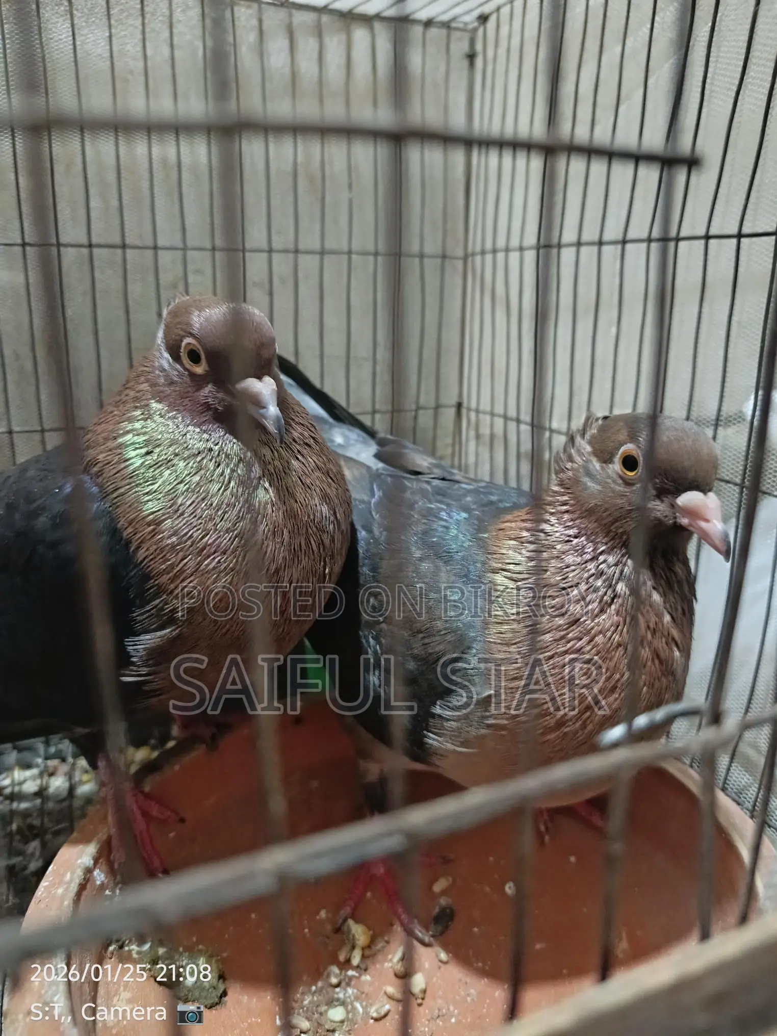 আর্চ এঞ্জেল কবুতর