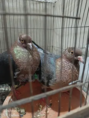 আর্চ এঞ্জেল কবুতর