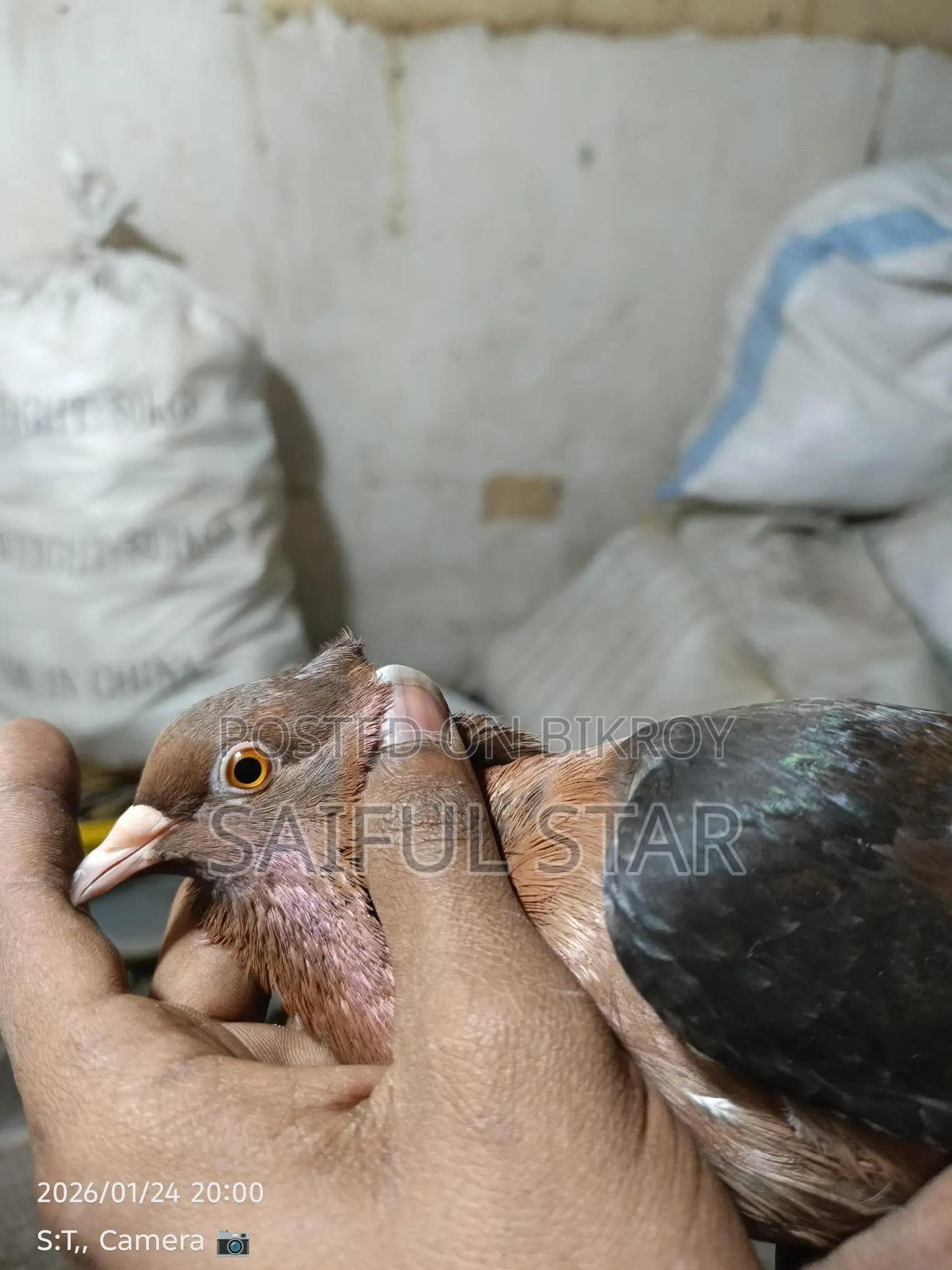 আর্চ এঞ্জেল কবুতর