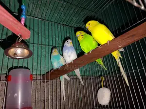 Budgerigar