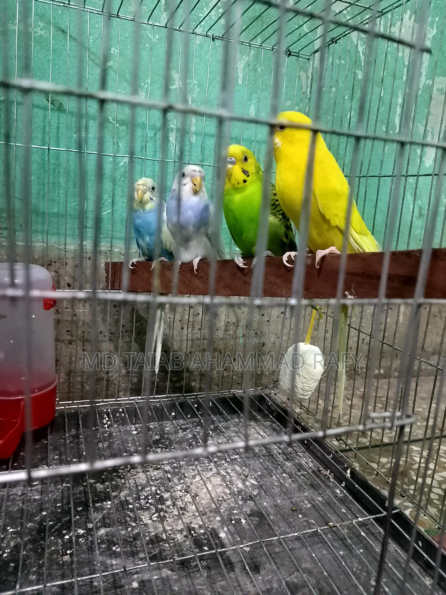 Budgerigar