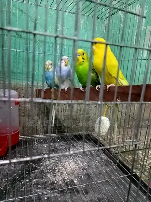 Budgerigar