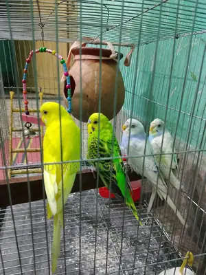 Budgerigar