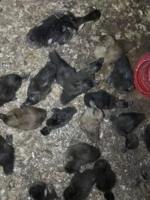 Ducklings for sale