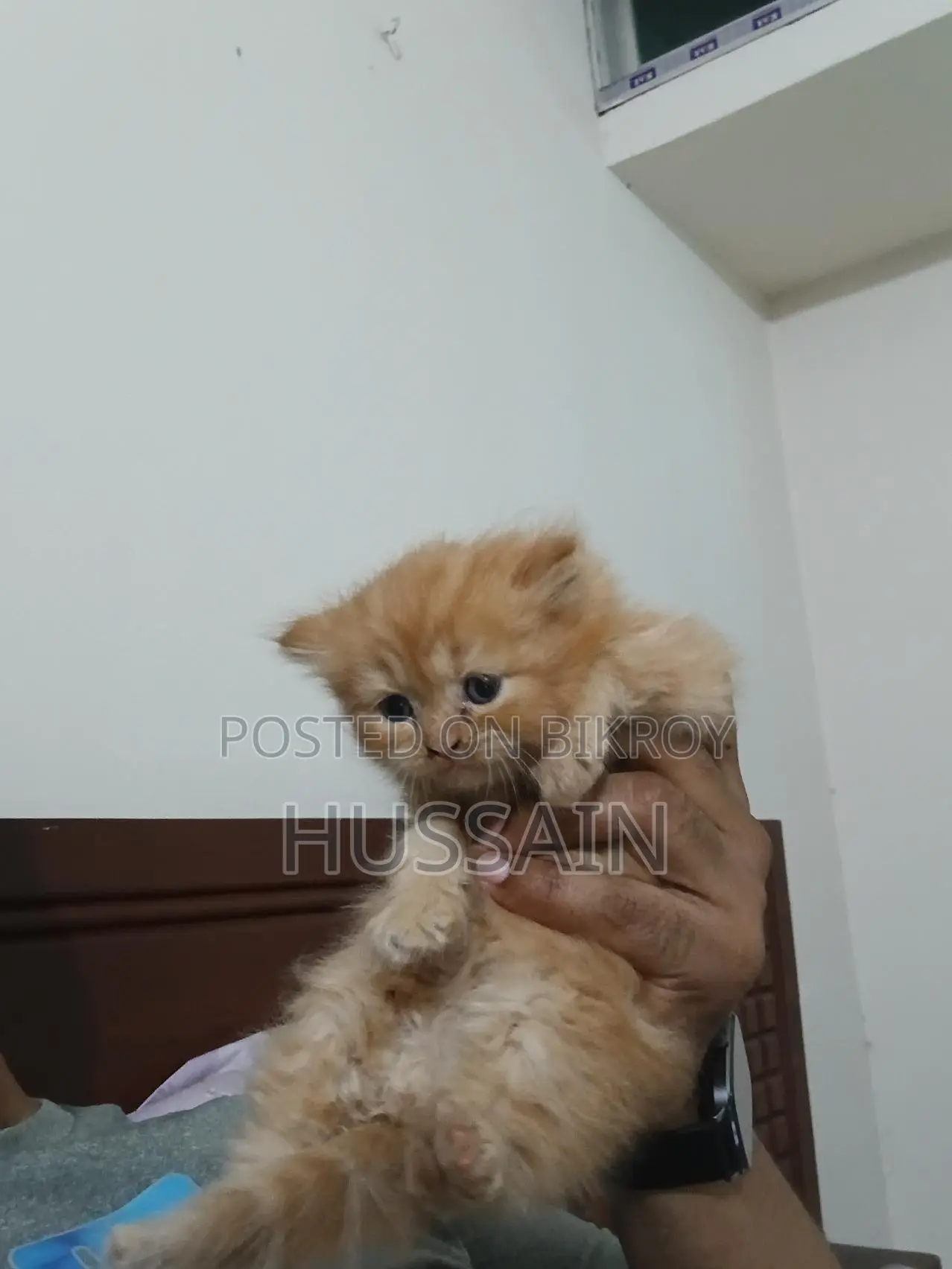 Persian Cat Traditional High Quality