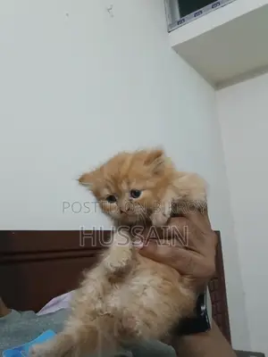 Persian Cat Traditional High Quality