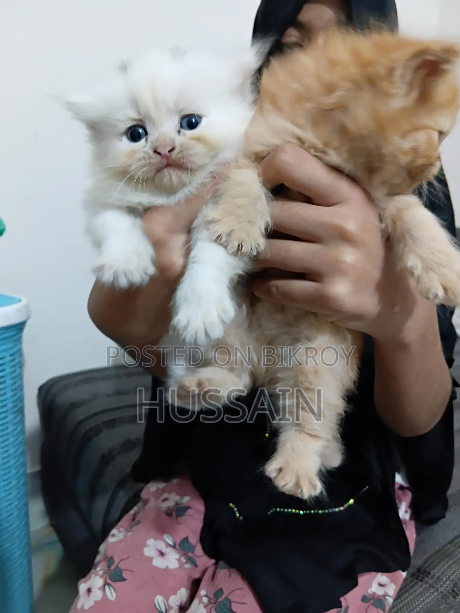 Persian Cat Traditional High Quality