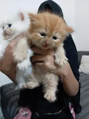 Persian Cat Traditional High Quality