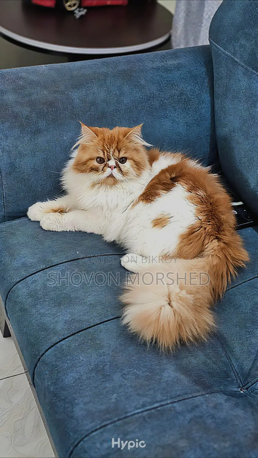Exotic Male Cat