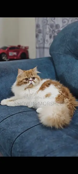 Exotic Male Cat