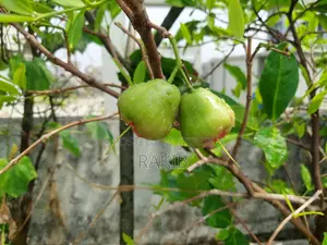 সিডলেস জামরুল গাছ ফল সহ