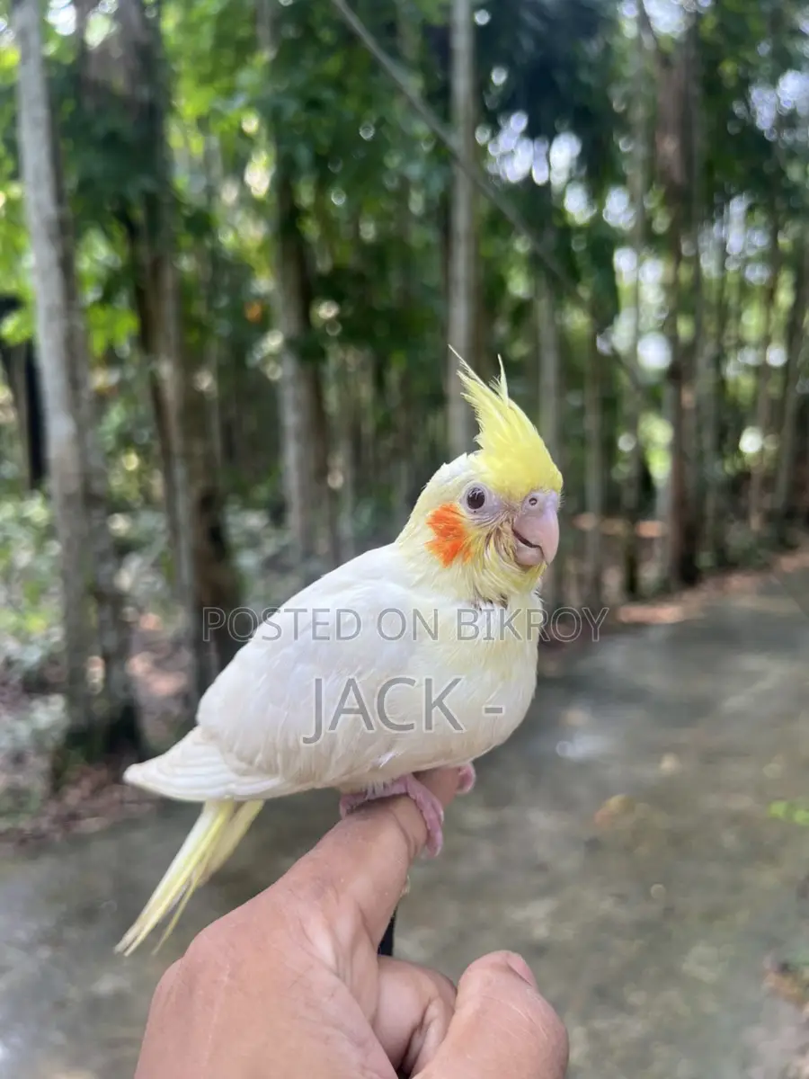 লুটিনো রেড আই ককাটেল