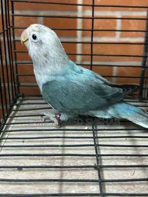 Lovebirds