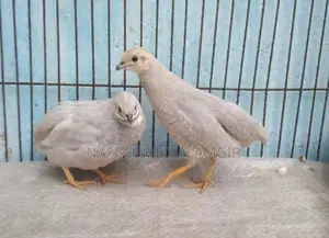 সিলভার কিং কোয়েল এডাল্ট জোড়া