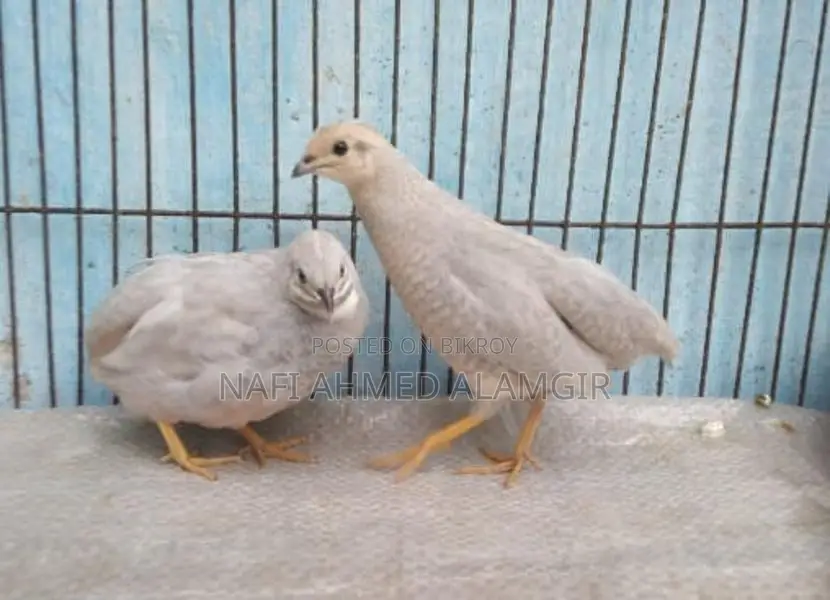 সিলভার কিং কোয়েল এডাল্ট জোড়া