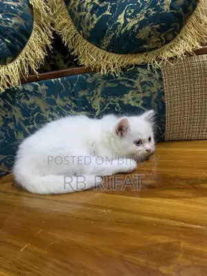 Pure Persian Cat Blue Eyes