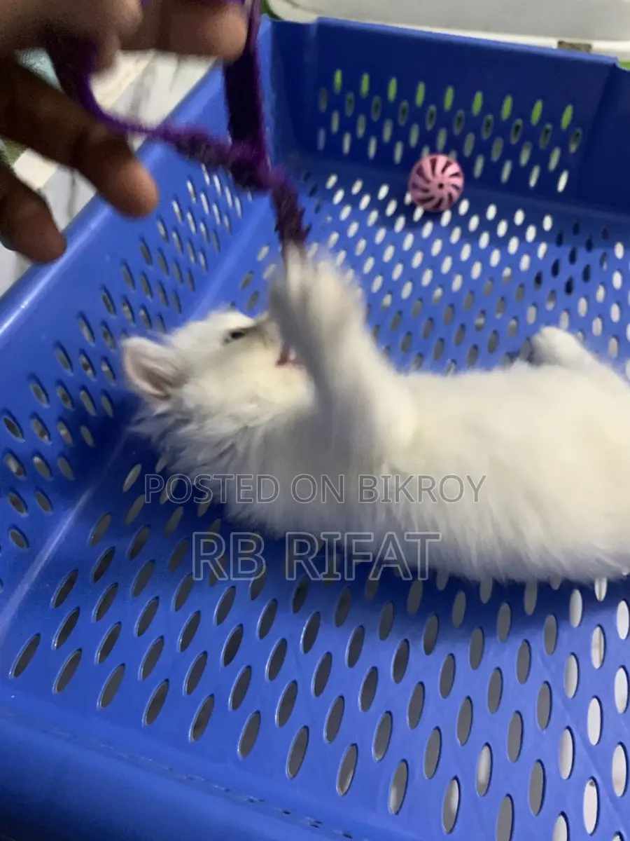 Pure Persian Cat Blue Eyes