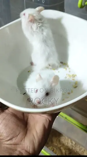 Syrian Hamster Pair Available