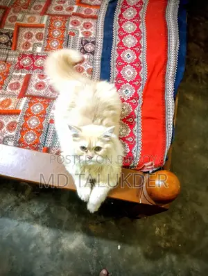 Persian Male