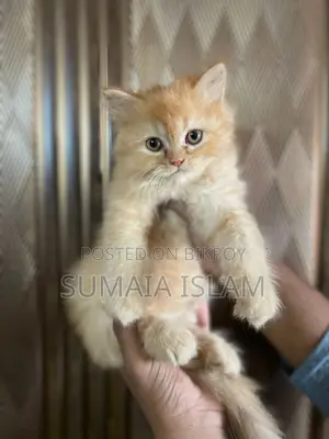 Persian Cat