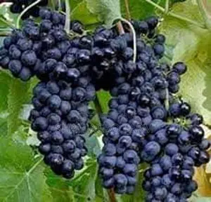 Sweet Grape Tree Black Rubi Shah Agro Farm Garden Plants