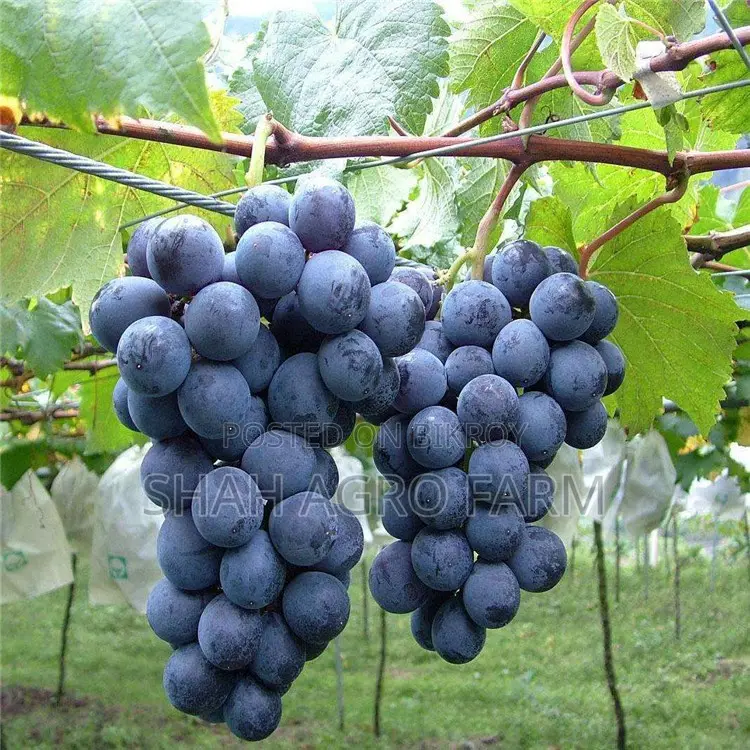 Sweet Grape Tree Black Rubi Shah Agro Farm Garden Plants