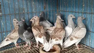 রেসার কবুতর