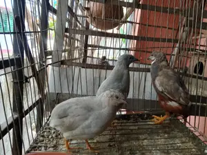 একজোড়া কিং কোয়েল বিক্রি হবে!!!