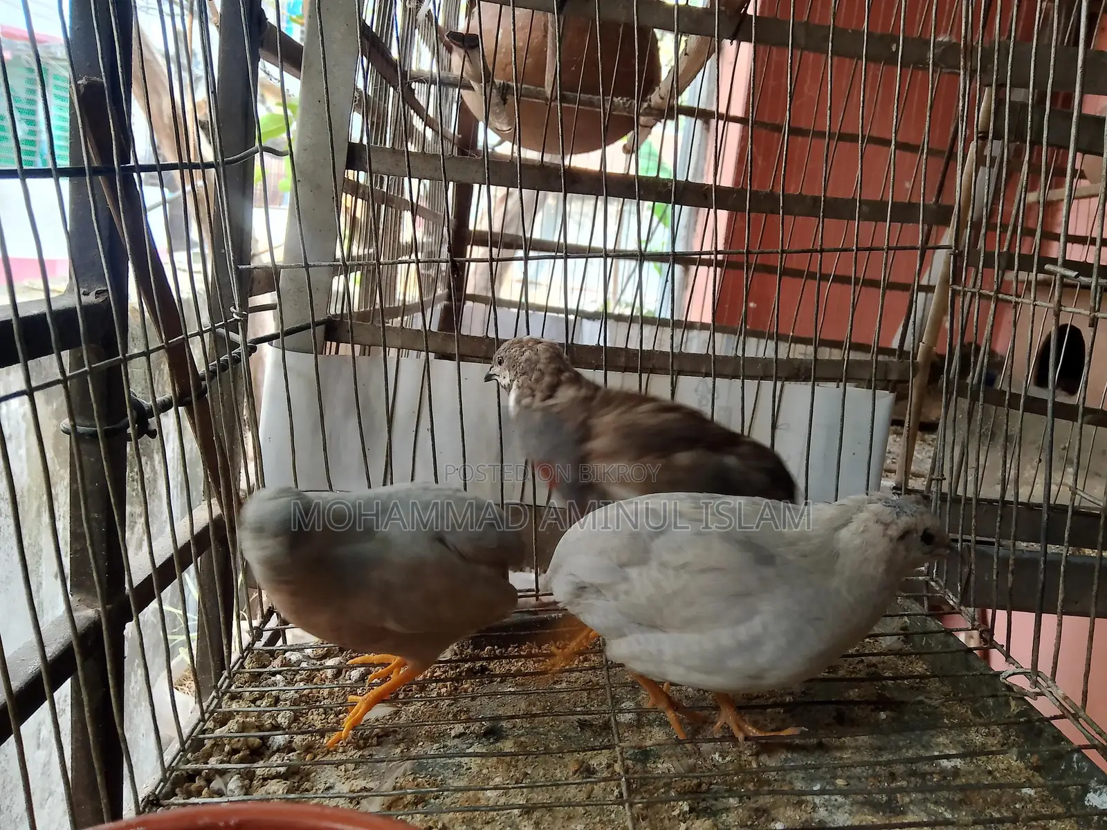 একজোড়া কিং কোয়েল বিক্রি হবে!!!