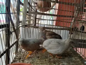 একজোড়া কিং কোয়েল বিক্রি হবে!!!