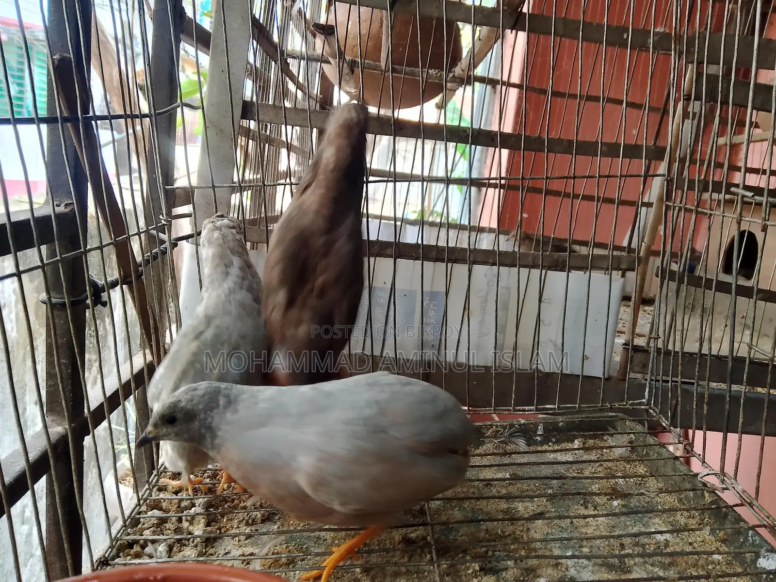 একজোড়া কিং কোয়েল বিক্রি হবে!!!