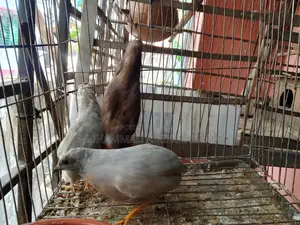 একজোড়া কিং কোয়েল বিক্রি হবে!!!