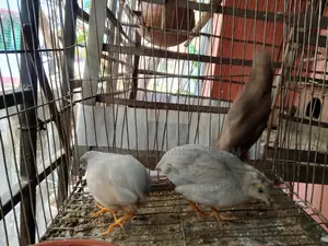 একজোড়া কিং কোয়েল বিক্রি হবে!!!