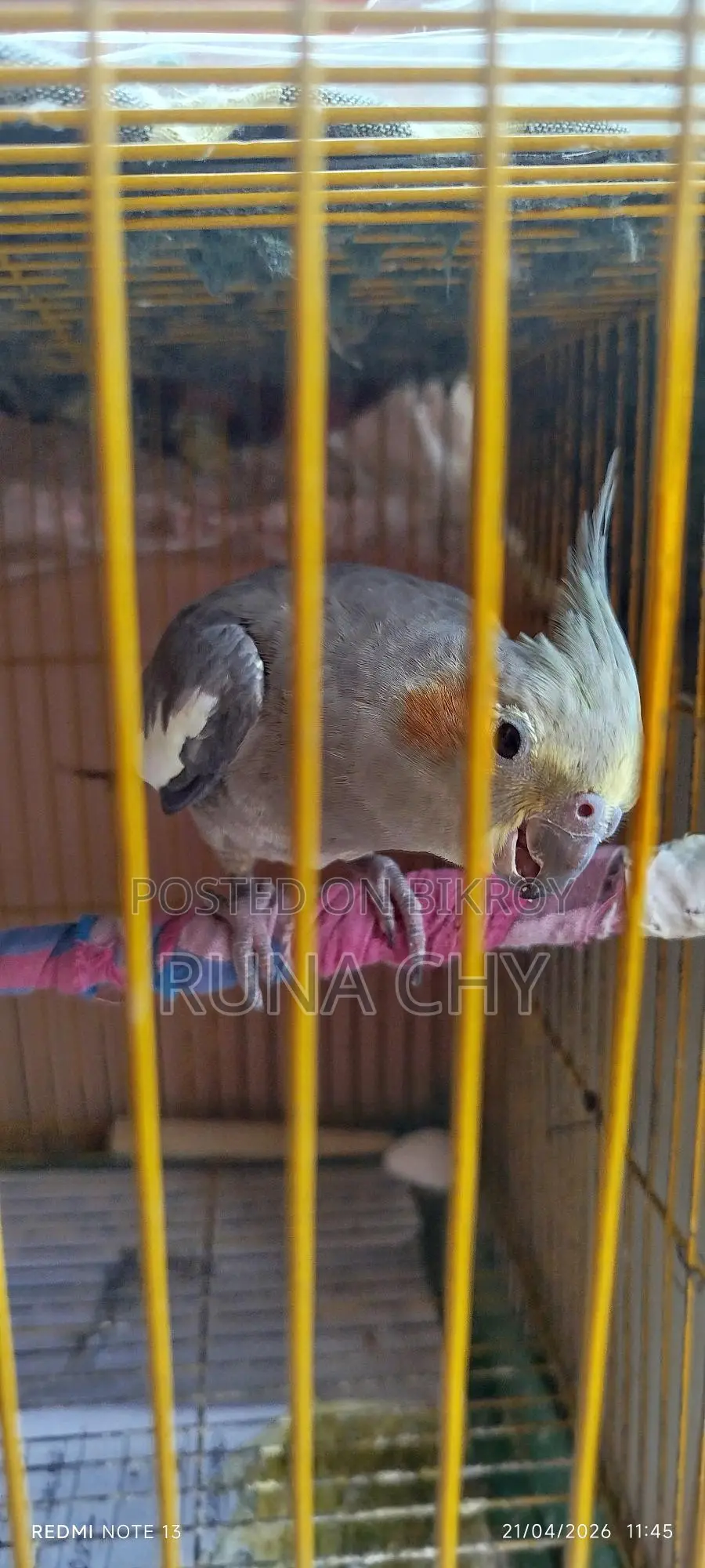কোকাটেল পাখি বিক্রি হবে