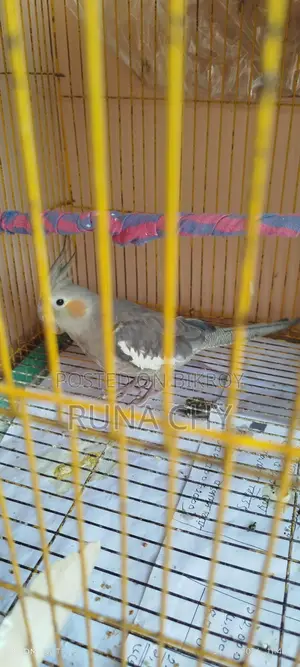কোকাটেল পাখি বিক্রি হবে