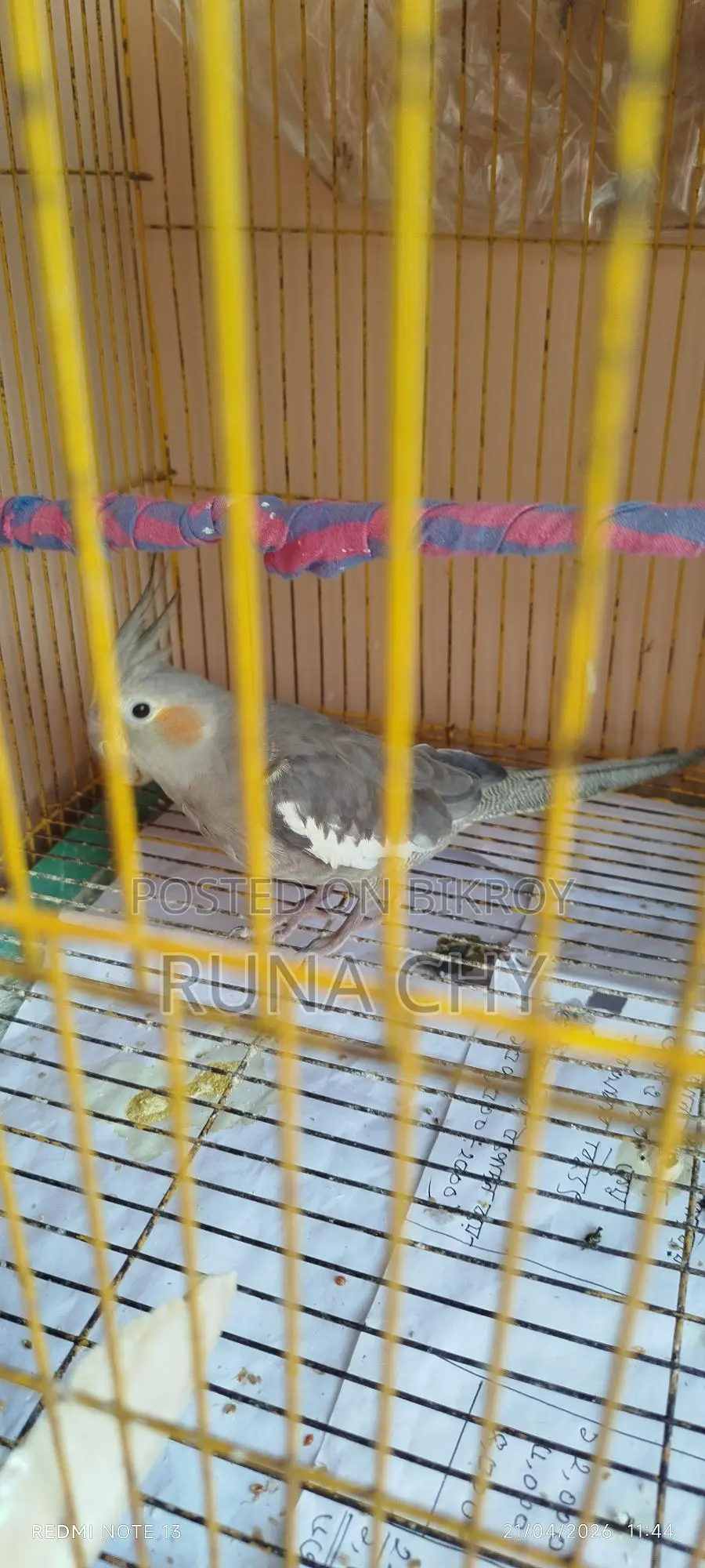 কোকাটেল পাখি বিক্রি হবে