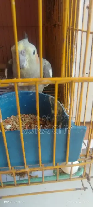 কোকাটেল পাখি বিক্রি হবে