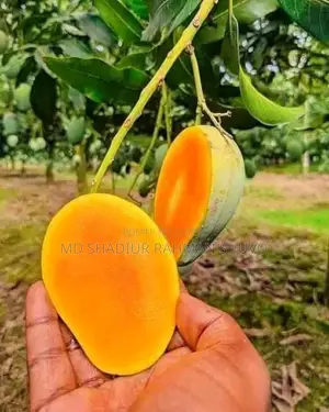Mango