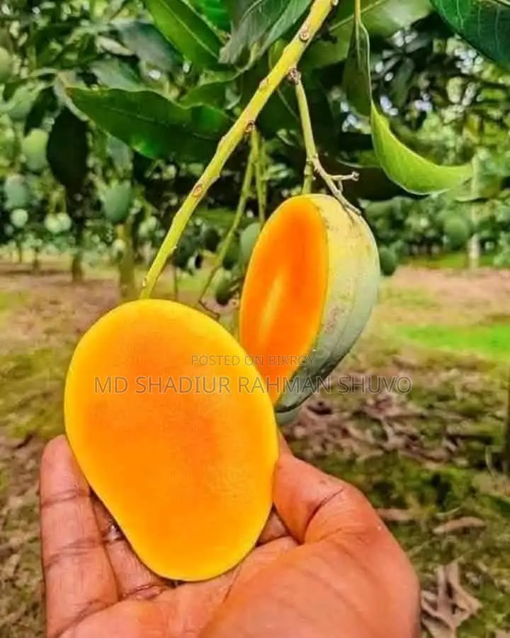 Mango