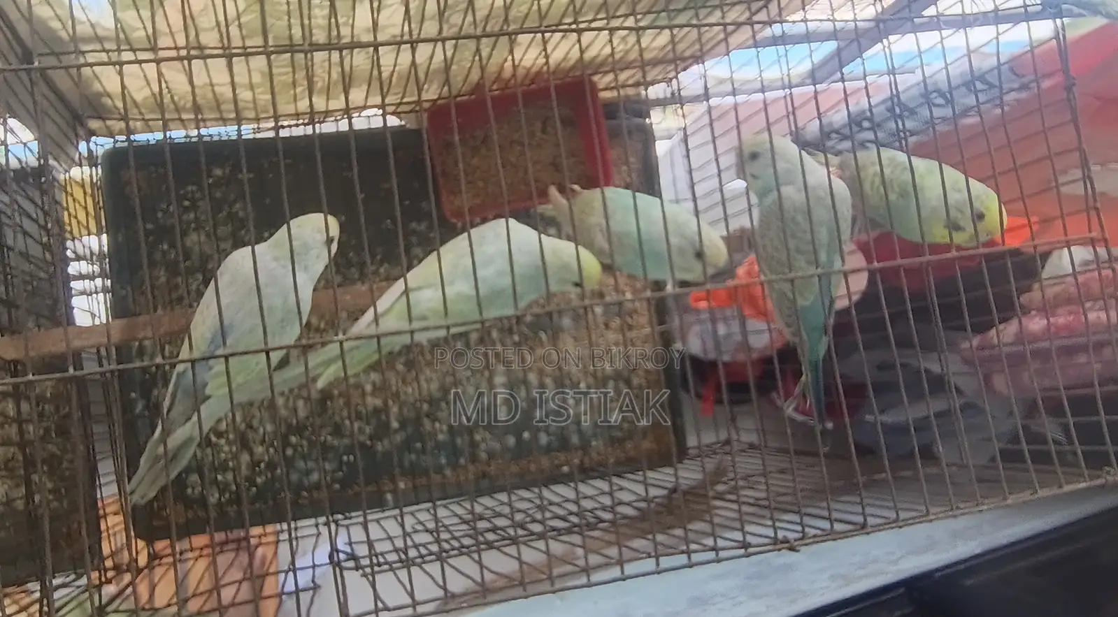 5 Budgie Birds