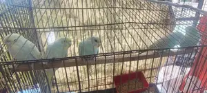 5 Budgie Birds