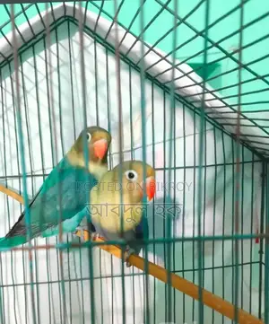 Love Bird