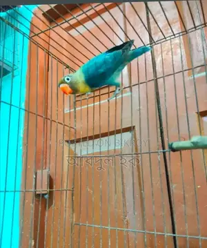 Love Bird