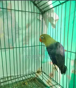 Love Bird