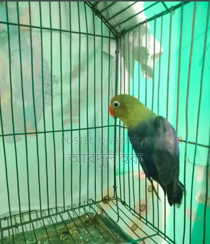 Love Bird