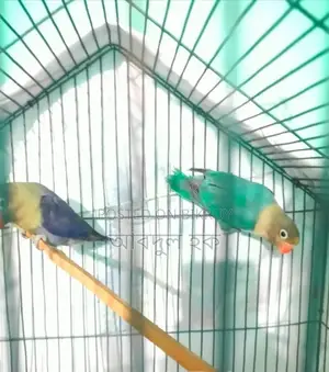 Love Bird