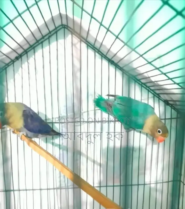 Love Bird